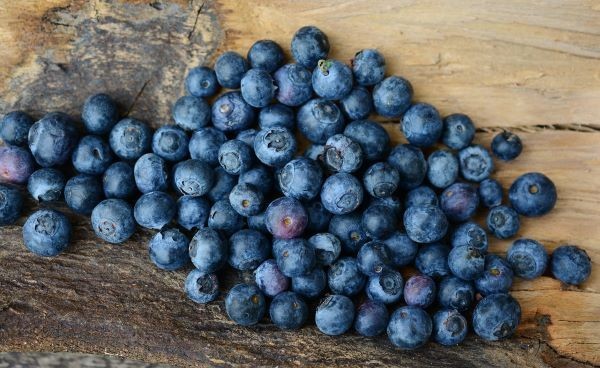 Blaubeeren werden auch Heidelbeeren genannt und sind aufgrund ihrer wenigen Kalorien ein perfekter Snack für Zwischendurch.
