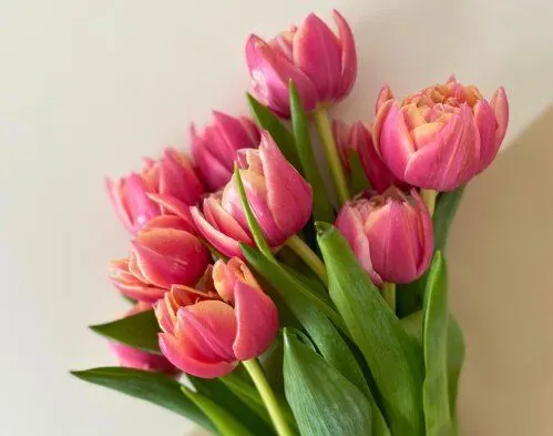Tulpen-Tipp