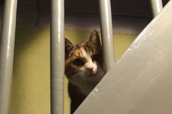 Katze schaut neugierig durch Treppengeländer in einem Treppenhaus.