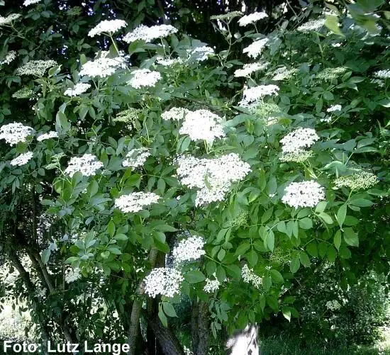 Holunderblüten stehen üppig an einem Baum, während sie im windigen Freien blühen und auf Ernte warten.