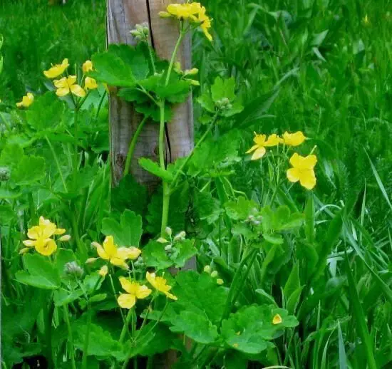 Schöllkrautpflanze mit gelben Blüten wächst blühend an einem Holzpfosten, umgeben von grünem grasbewachsenem Gelände.