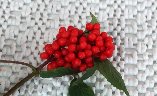 Rote Holunderbeeren liegen auf einem weißen, strukturierten Untergrund und zeigen frische, saftige Früchte.