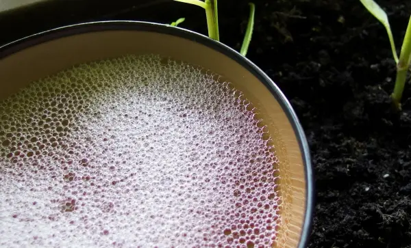 Ein schaumiges Spüliwasser in einem gelben Gefäß steht neben einem blühenden Pflanzensetting im humusreichen Boden.