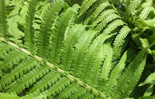 Frische Farne wachsen üppig, ihre Blätter entfalten sich im Sonnenlicht in einem grünen Garten voller Leben.