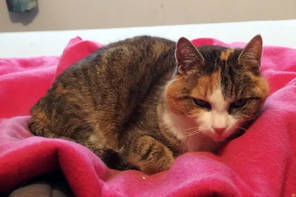Eine Katze liegt gemütlich auf einer rosa Decke, entspannt und ruhig, während sie sich vor Flohbefall schützt.