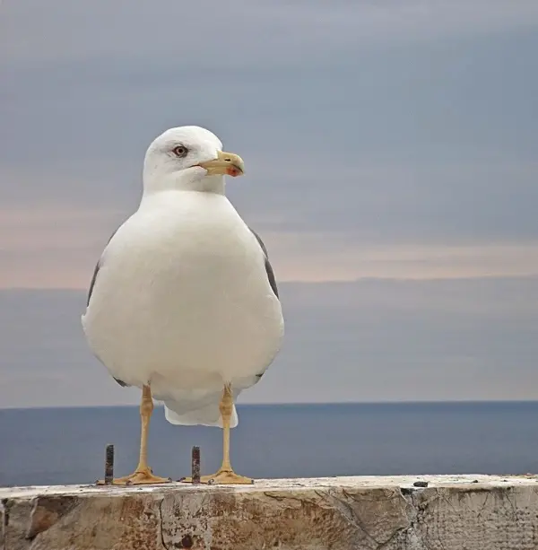 Eine Möwe steht auf einer Mauer und blickt auf das ruhige Meer unter einem bewölkten Himmel. Vogel-Scheibenschutz könnte hier relevant sein.