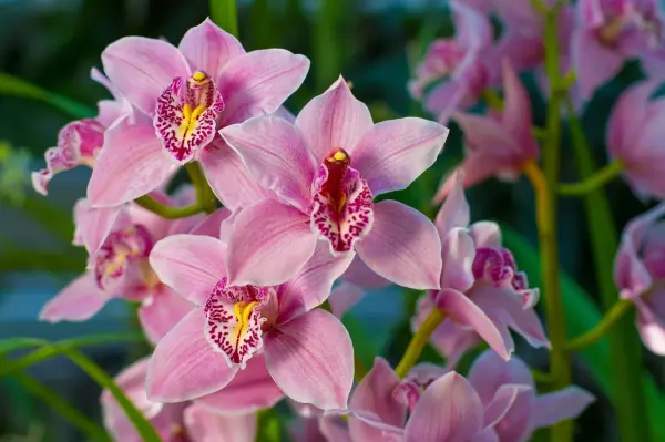 Orchideen blühen in intensivem Pink vor einem grünen Hintergrund, zeigen ihre auffälligen Muster und Formen.