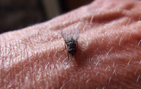 Eine Fliege sitzt auf einer Hand und bewegt sich, während die Haut des Arms sichtbar und harzig erscheint.