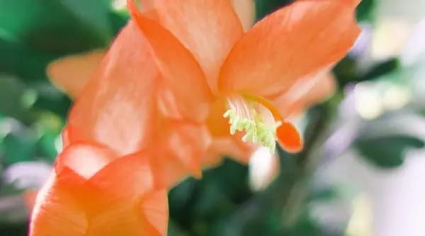 Eine orange Blüte mit feinen Staubfäden entfaltet sich in einem grünen, unscharfen Hintergrund.