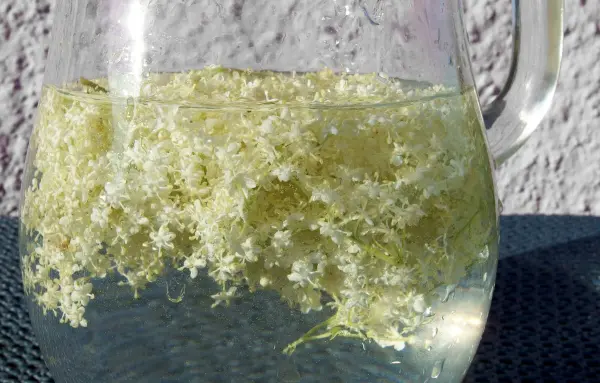 Ein Glas Holunderblütenlimonade mit blühenden Holunderblüten schwimmend in klarem Wasser auf einer Tischoberfläche.