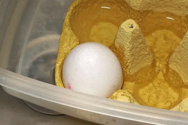 Ein weißes Ei liegt in einer gelben Schale, umgeben von einer kleinen Menge Wasser, was auf verklebte Eier hinweist.