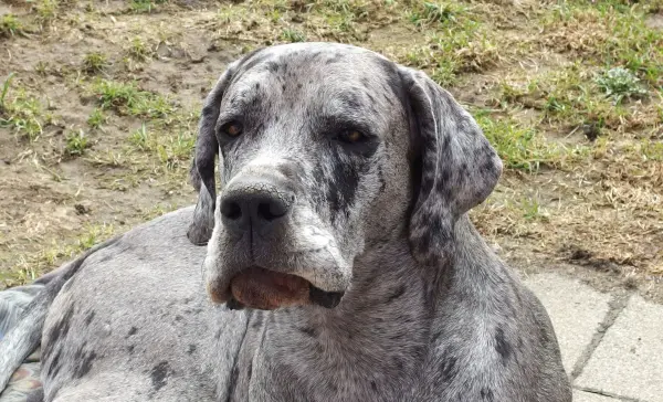 Ein großer Hund mit gestromtem Fell sitzt entspannt im Freien und könnte Haarreste im Auto hinterlassen haben.