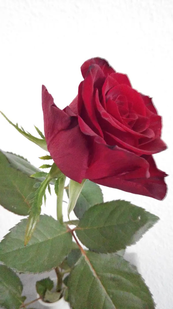 Eine rote Rose steht in einem weißen Hintergrund, während sie frisch aussieht und gut gepflegt wirkt.
