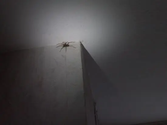 Eine Spinne krabbelt unter Lichtstrahl an einer hellen Decke in einer Ecke, umgeben von dunklen Schatten.