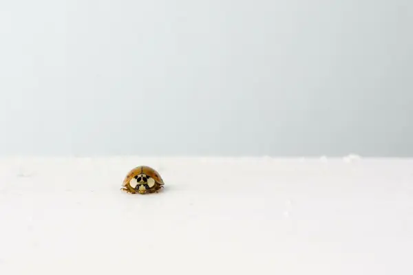 Ein Marienkäfer krabbelt auf einer weißen Oberfläche in einem hellen Raum, umgeben von grauen Wänden.