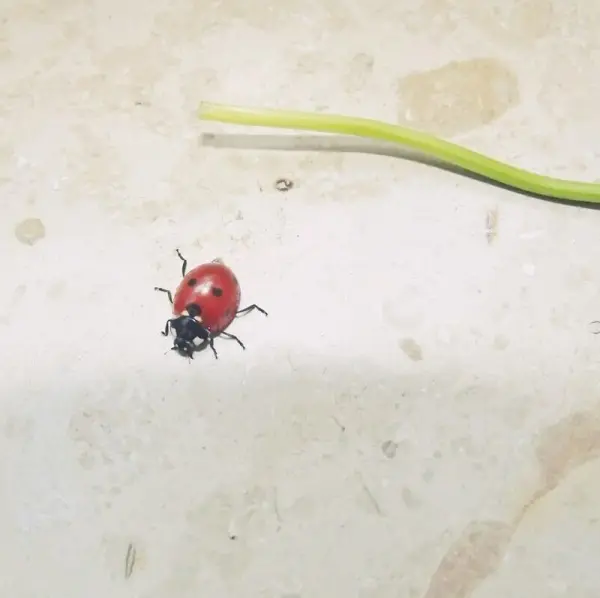 Ein Marienkäfer krabbelt über eine helle Oberfläche, während ein grüner Stängel daneben liegt. Lavendelöl könnte helfen.