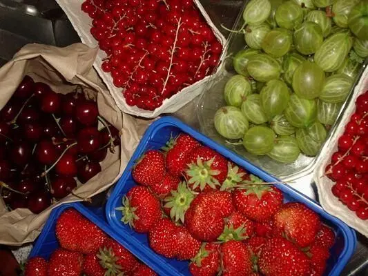 Frische Früchte wie Erdbeeren, Johannisbeeren, Stachelbeeren und Kirschen in Schalen, bereit zur Verarbeitung zu Fruchtaufstrich.