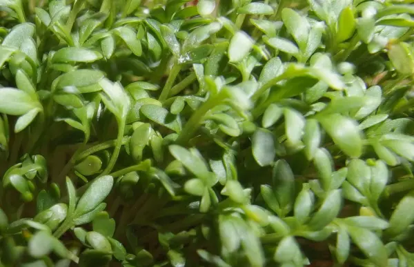 Kleine, grüne Kräuter wachsen dicht in einem feuchten Umfeld und zeigen gesunde, lebendige Blätter in verschiedenen Grüntönen.