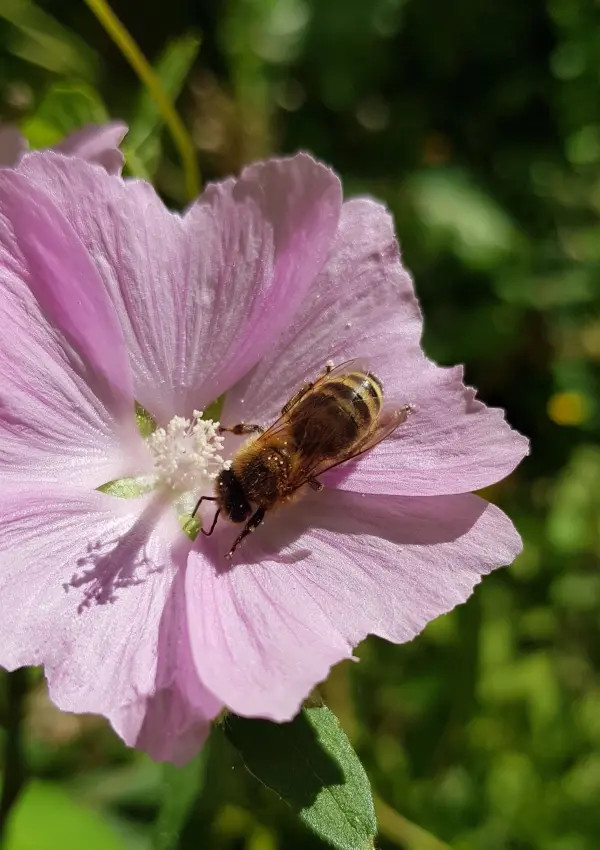 Eine Biene sitzt auf einer zarten, rosa Blüte und sammelt Nektar in einer grünen, sonnigen Umgebung.