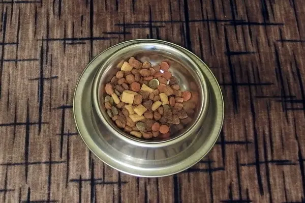 Eine Futterschüssel mit Trockenfutter steht auf einem Teppich, während die Katze unruhig im Raum umhergeht.
