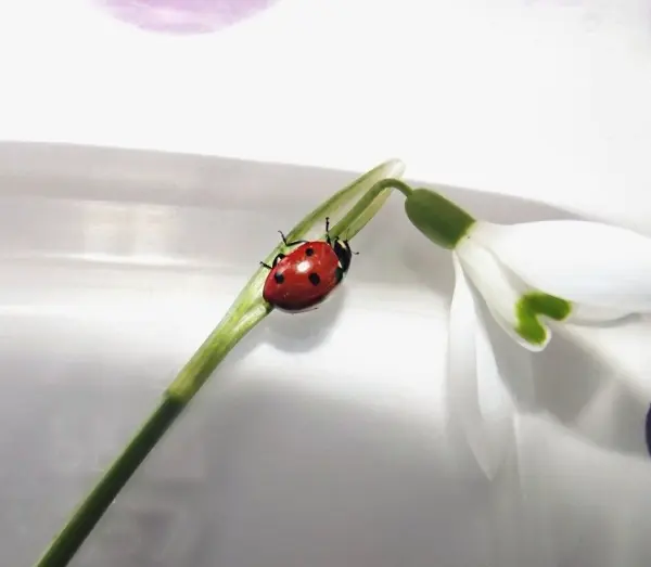 Ein Marienkäfer krabbelt an einem grünen Stängel einer Schneeglöckchenblüte in einer hellen Umgebung.
