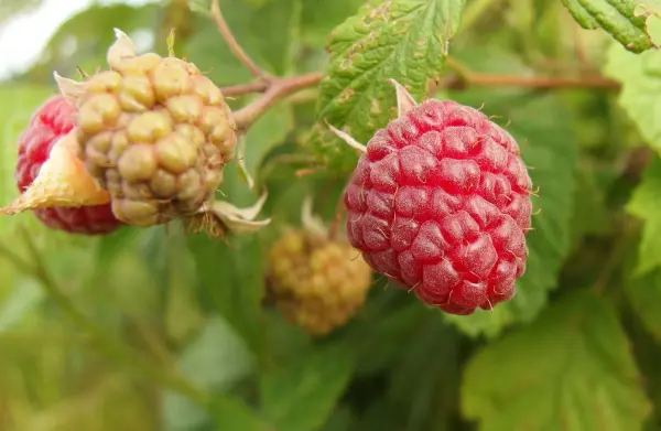 Reife Himbeeren, die an einem Strauch hängen, zeigen die frische Ernte für das Einmachen von Fruchtsäften in kleinen Mengen.