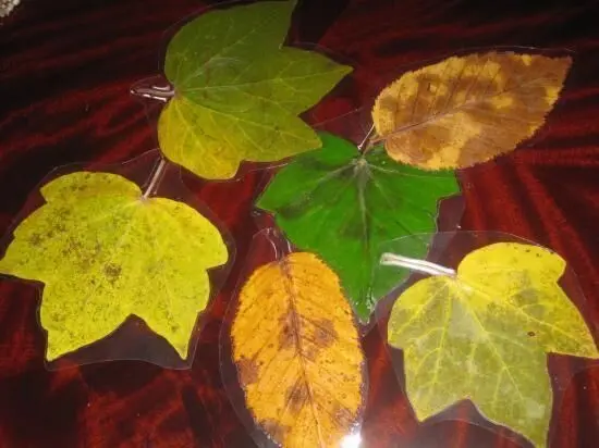 Laminierte Herbstblätter liegen auf einem Tisch, bunt und glänzend, umgeben von einer dunklen Holzoberfläche.