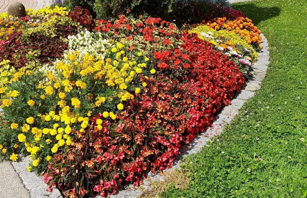 Bunte Blumenarrangements in einem Gartenbeet zeigen gesunde Pflanzen. Ein paar gelbe, rote und grüne Blumen blühen prächtig.