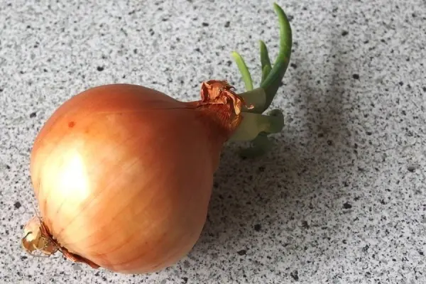 Eine Speisezwiebel mit kleinen grünen Trieben liegt auf einer grauen Arbeitsfläche und zeigt ihr frisches Aussehen.