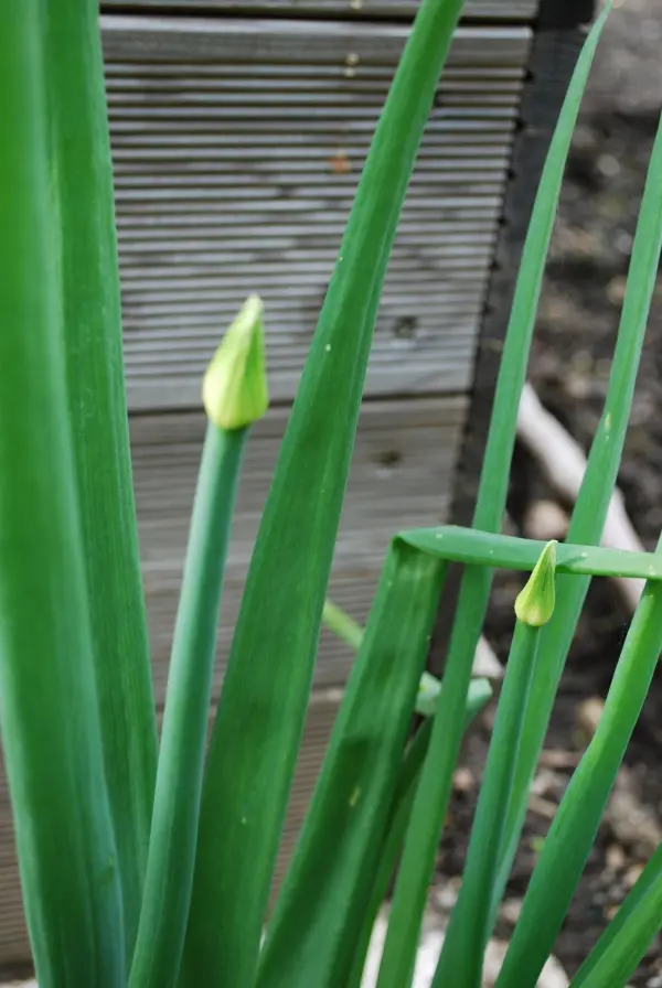 Grüne Speisezwiebeln wachsen in einem Garten mit hölzernem Hintergrund und frischem, feuchtem Boden.