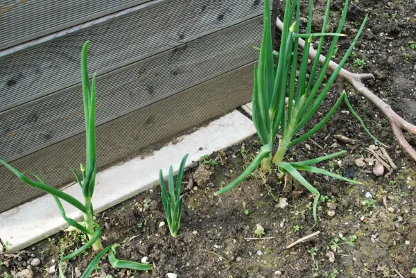 Drei verschiedene Größen von Speisezwiebeln wachsen im Erdreich neben einer Holzverkleidung in einem Garten.