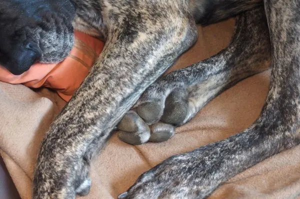 Eine Hundepfote liegt entspannt auf einem weichen Stoff, während der Hund sich in einer gemütlichen Position ausruht.