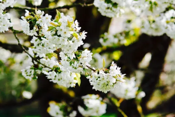 Blühende Obstbaumzweige zeigen weiße Blüten, die lebendig wachsen und die Natur im Frühling umarmen.