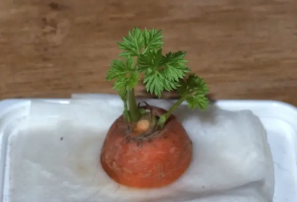 Eine Möhrenpflanze wächst aus einer Gemüsewurzel auf einem weißen Tuch, ideal für ein Kinder-Gärtchen-Projekt.