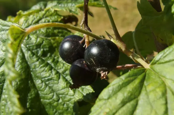 Schwarze Johanna-Büsche tragen glänzende schwarze Beeren, die an grünen Blättern hängen und reif zur Ernte sind.