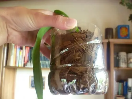 Eine Hand hält einen selbst gebastelten Orchideen-Topf aus einer Plastikflasche mit Erde und Wurzeln vor einem Bücherregal.