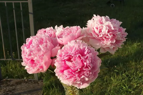 Eine Gruppe von üppigen pinken Schnittblumen steht in einem grünen Garten und strahlt Frische und Schönheit aus.