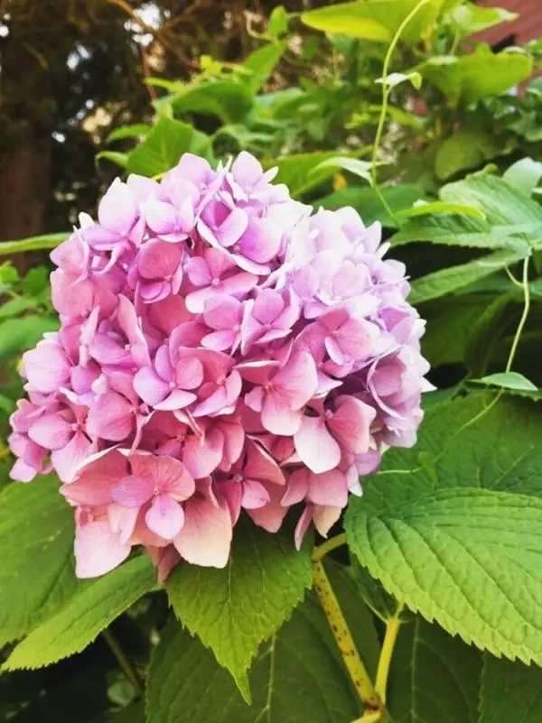 Eine blühende Hortensie mit zarten, rosa Blüten steht zwischen grünen Blättern in einem Garten. Ideal zum Trocknen für Trockensträuße.