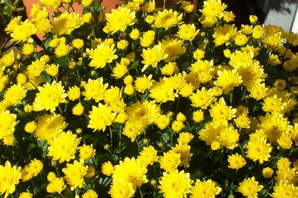 Ein prächtiger Strauch voller gelber Chrysanthemen blüht üppig in einem Garten, umgeben von anderen Pflanzen.