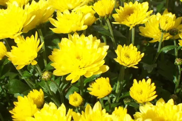 Lebendige Chrysanthemen blühen in einem sonnigen Garten und verleihen der Umgebung Farbenpracht und Frische.