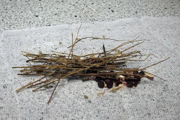 Ein Haufen dünner Zweige und abgebrochener Pflanzenreste liegt auf einem hellen Untergrund, umgeben von kochenden Substanzen.