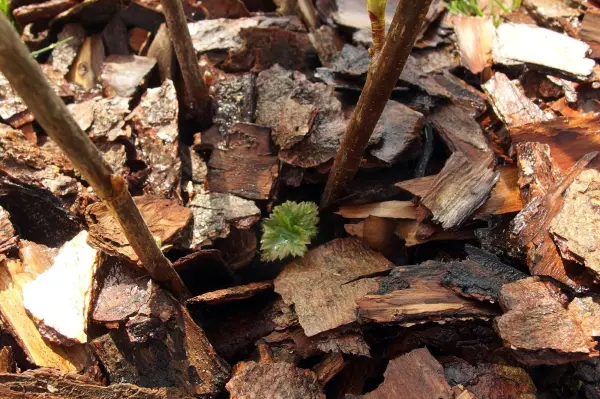 Holzhäcksel liegt auf dem Boden, während grüne Pflänzchen zwischen den Rindenmulchstücken wachsen, was einen Garten zeigt.