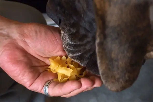 Ein Hund schnüffelt neugierig an einer Hand, die rohe Nudeln hält, während er in einem häuslichen Umfeld sitzt.