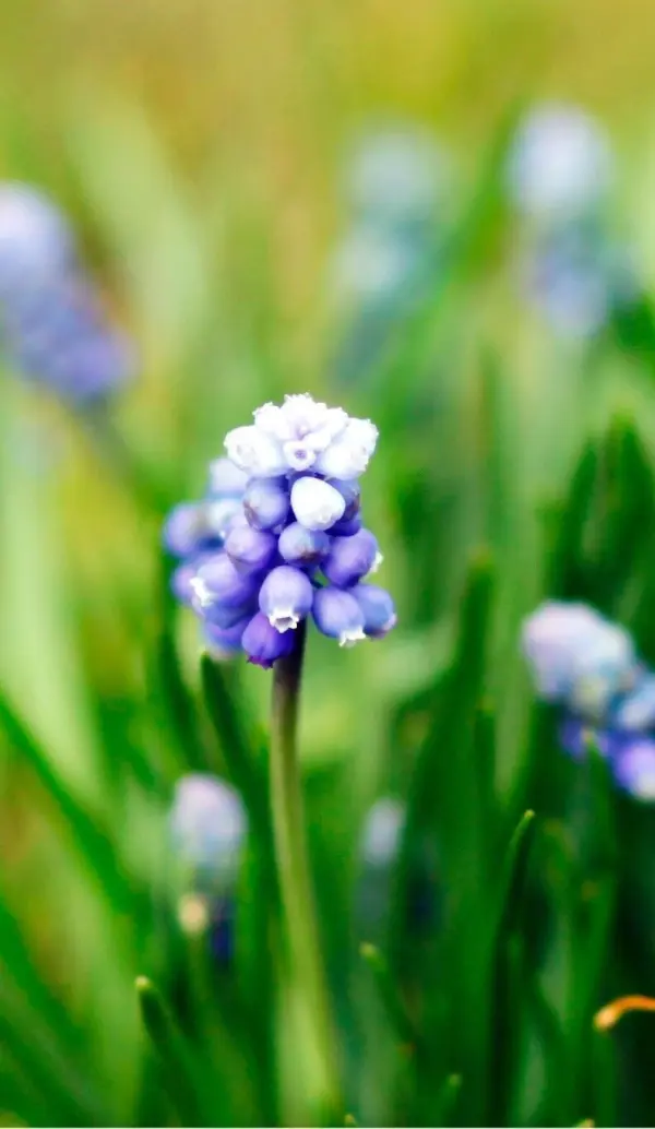 Eine violette Blume mit kleinen kugeligen Blüten wächst in grünem Gras und vermittelt ein frisches Frühlingsgefühl.