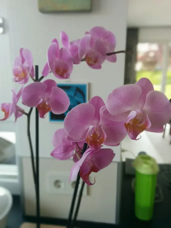 Lila Orchideen blühen an einem Stängel in einem modernen, hell beleuchteten Raum mit grüner Wasserflasche im Hintergrund.