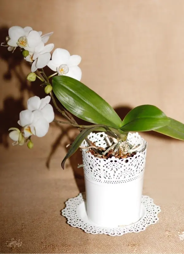 Eine Orchidee steht elegant in einem weißen Topf und wird sanft in Regenwasser getaucht, um ihre Pflege zu betonen.