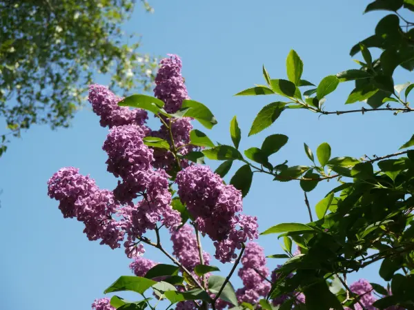 Fliederblüten hängen von einem Ast, erstrahlen in der Sonne gegen einen klaren blauen Himmel.