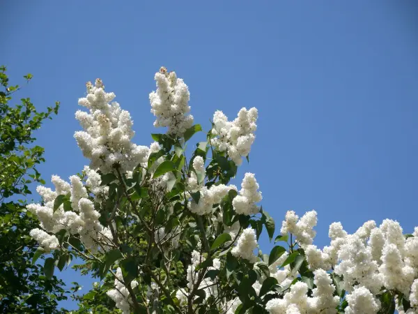 Weiße Fliederblüten blühen lebhaft unter einem klaren blauen Himmel, umgeben von grünem Laub.