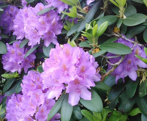 Lila Fliederblüten blühen üppig in einem grünen Garten, bereit zur Herstellung von Fliederöl für aromatische Anwendungen.