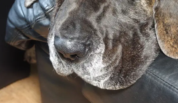 Ein Hund mit grauer Maske liegt entspannt auf einem schwarzen Sofa, umgeben von einer gemütlichen Wohnatmosphäre.